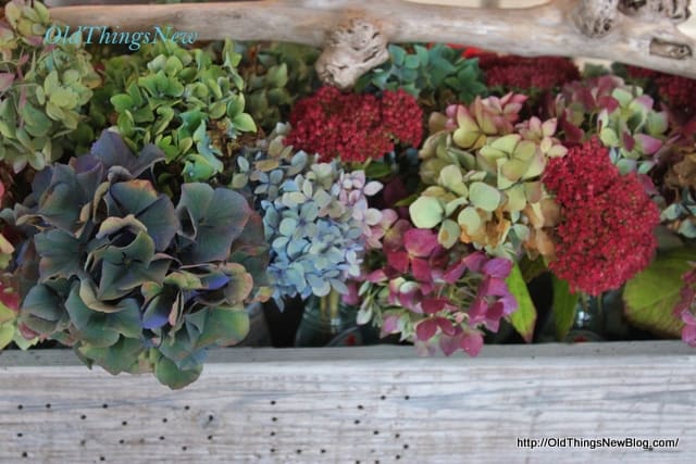 11-Hydrangeas-in-tool-box-054